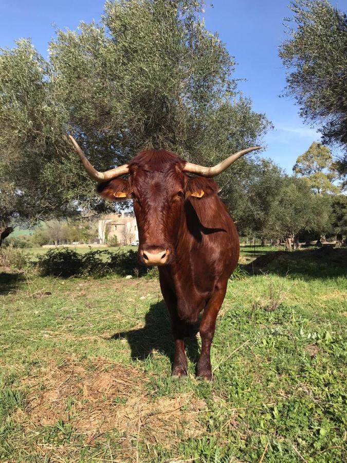 Casa Rural El Vihuelo El Bosque Zewnętrze zdjęcie