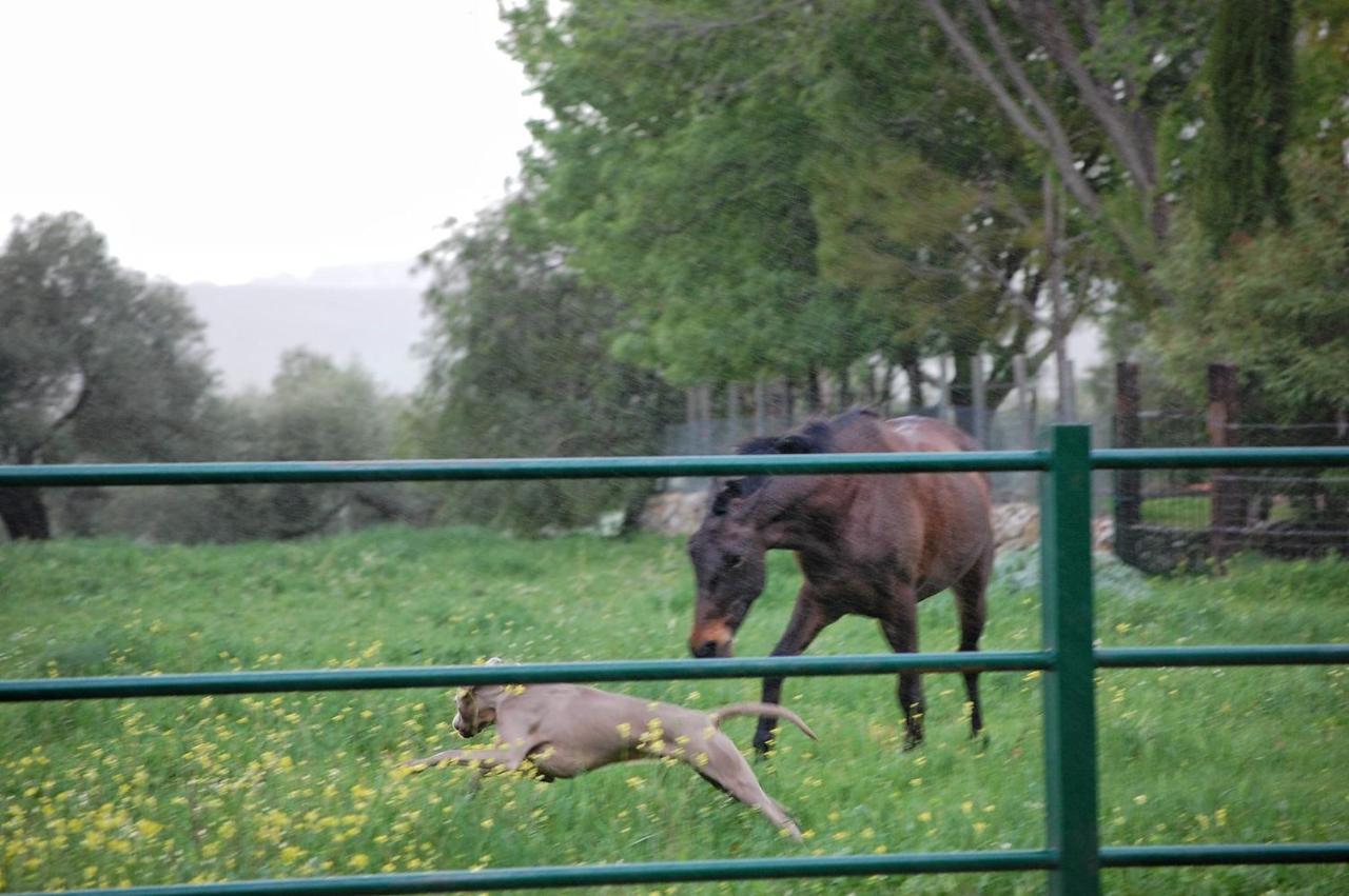 Casa Rural El Vihuelo El Bosque Zewnętrze zdjęcie