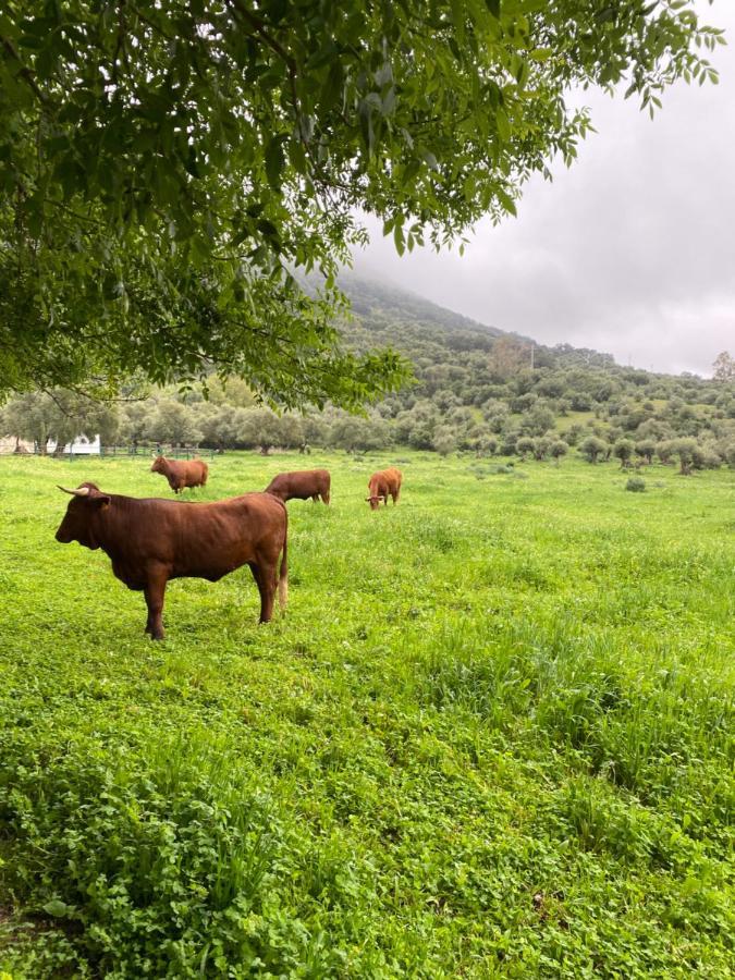 Casa Rural El Vihuelo El Bosque Zewnętrze zdjęcie